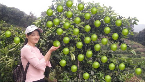 姑父的“點果成金”術 一棵樹掛果150斤，年入50萬的水果種植傳奇